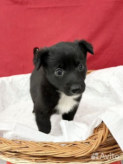 Щенок мальчик