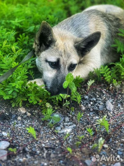Собака ищет новый дом