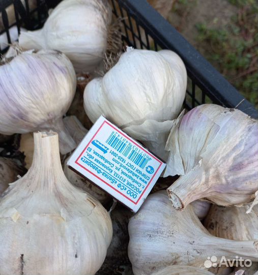 Чеснок домашний