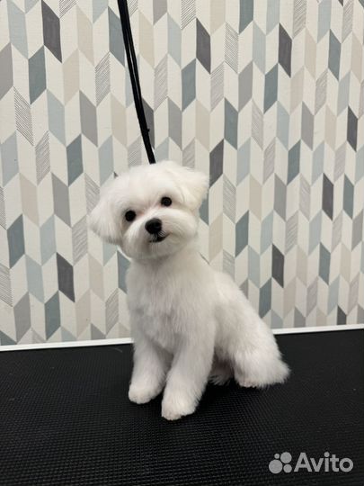 Груминг стрижка собак и кошек