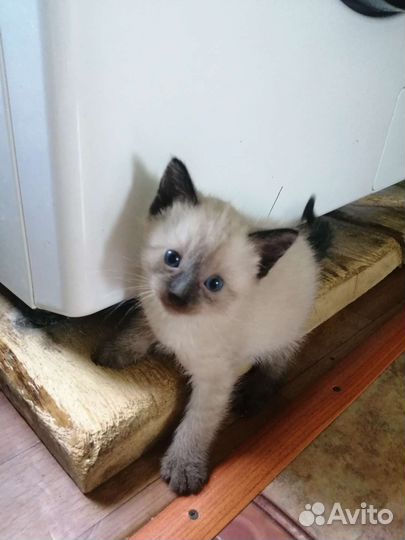 Сиамский котёнок