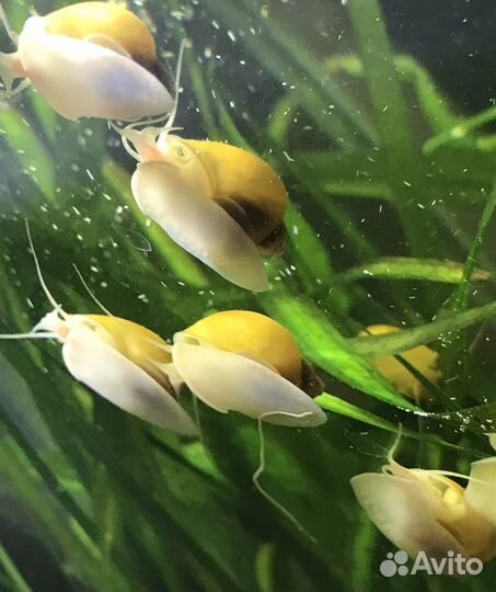 Улитки ампулярии