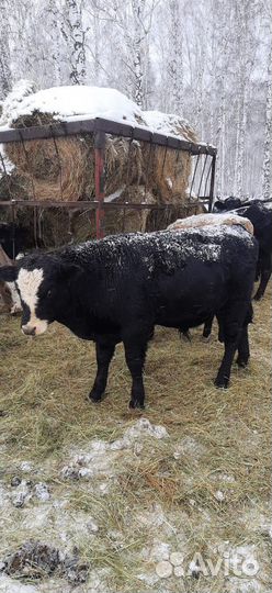 Продам быков на племя или мясо
