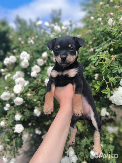 Той-терьер щенки