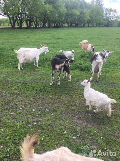 Коза дойная