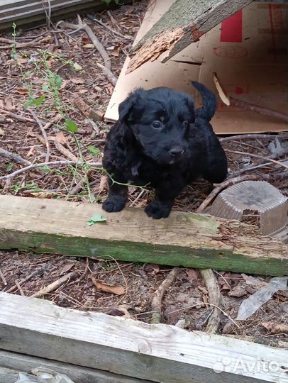 Щенки Родд дом