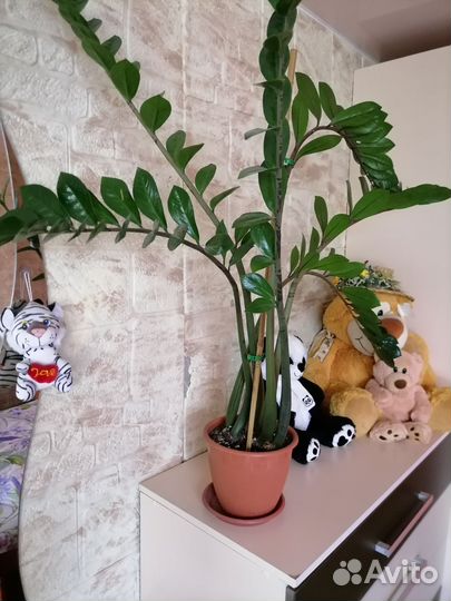 Фикус, Замиакулькас