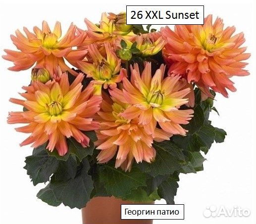 Георгины низкорослые