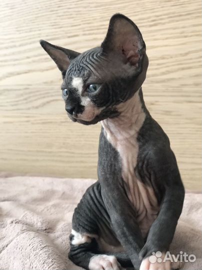 Котята сфинкс
