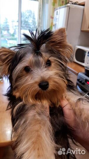 Йоркширский терьер щенки стандарт