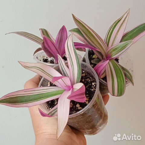 Рэо розовый