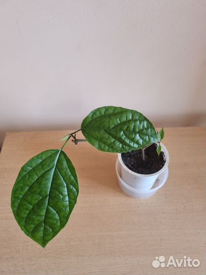 Клеродендрум Томпсона