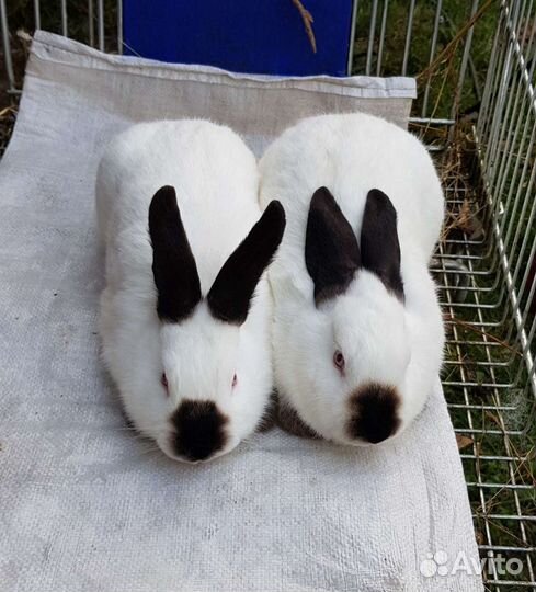 Калифорнийские кролики