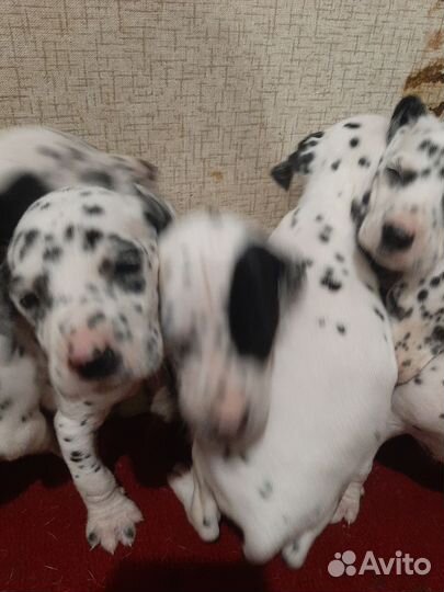 Щенки далматина