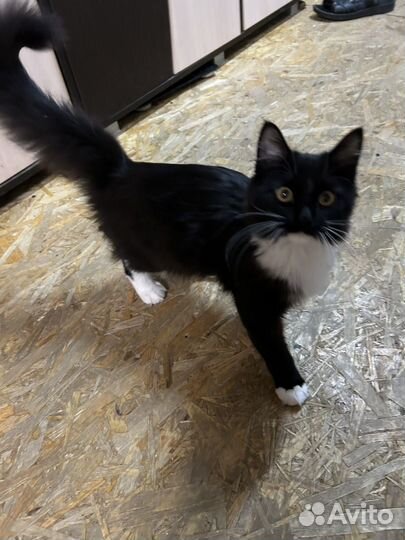 Отдам кота в добрые руки