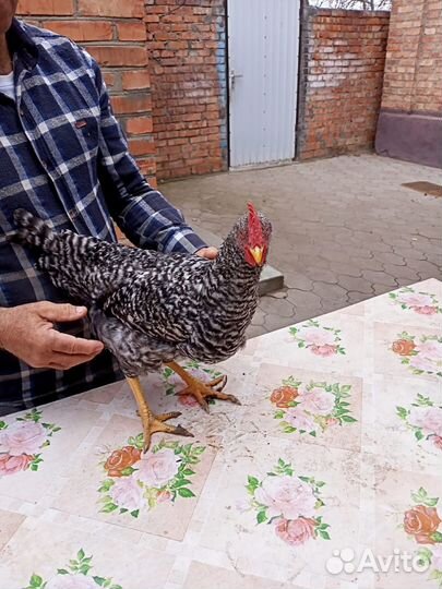 Молодые петухи