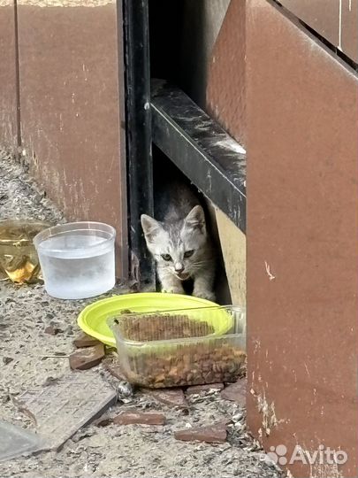 Котенок и кошка бездомные