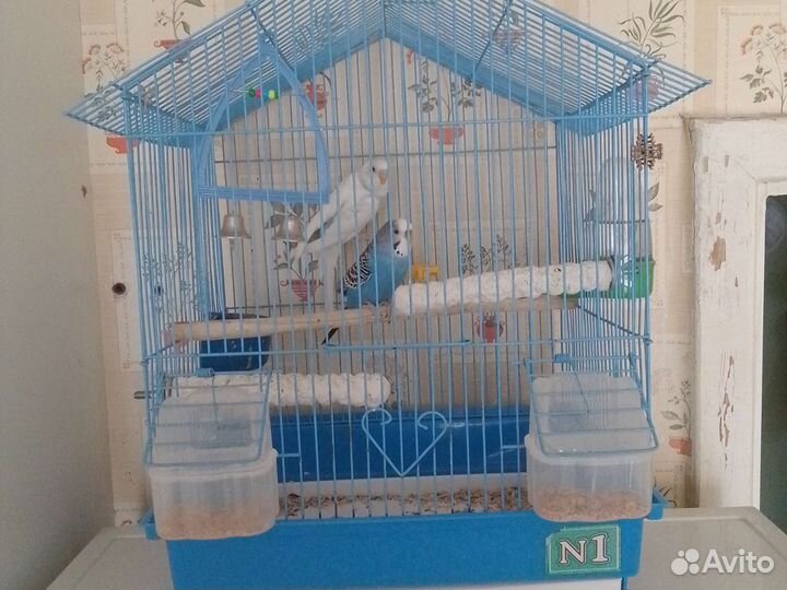 Волнистый попугай с клеткой