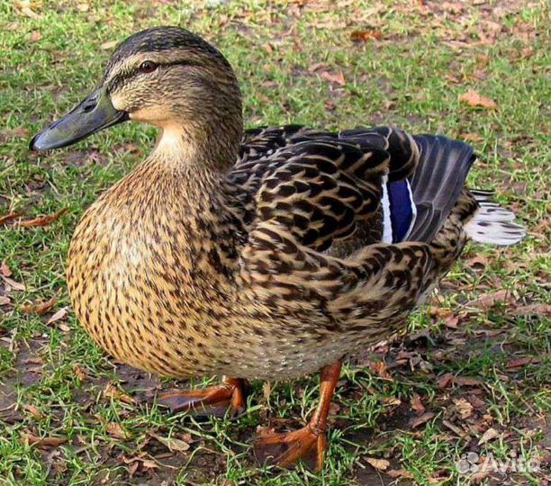 Подсадные утки