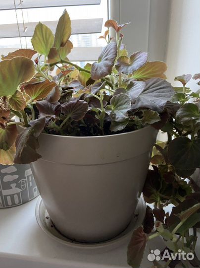 Бегония цветущая