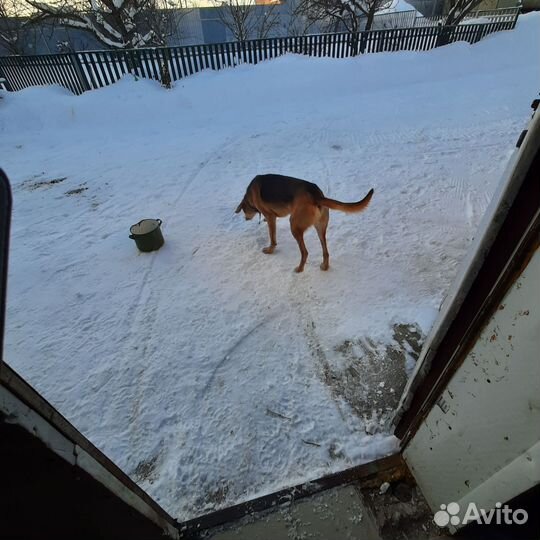 Продаю собаку русская пегая гончая 9 мес. Кабель