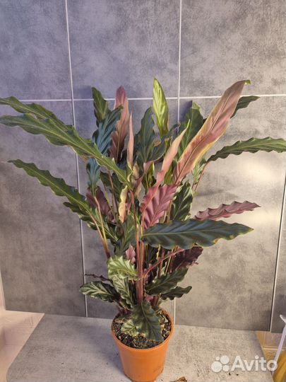 Калатея руфибарба