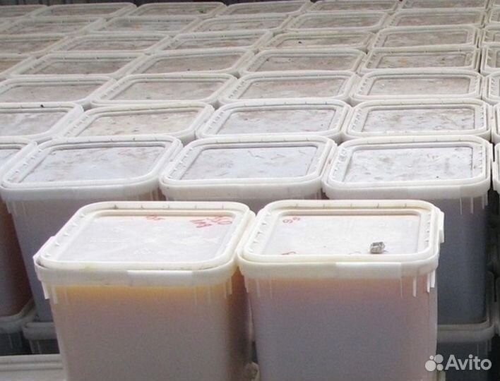 Липовый мед оптом