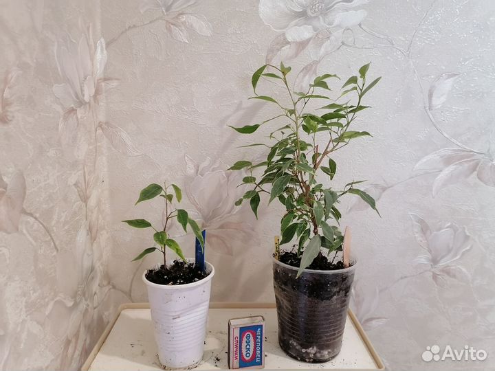Фикусы 2, драцены