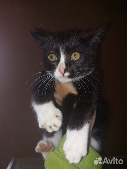 Котик Маркиз