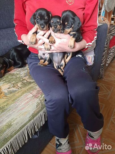 Щенки таксы