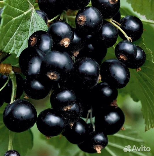 Саженцы черной смородины