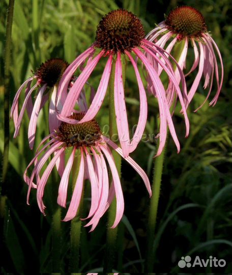 Эхинацея декоративная Оранж и