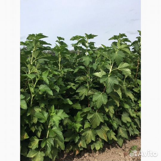 Крупная сладкая черная смородина