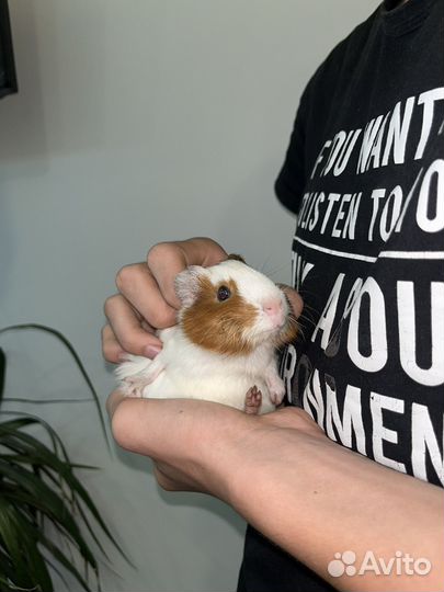 Морские свинки