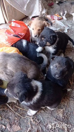 Щенки