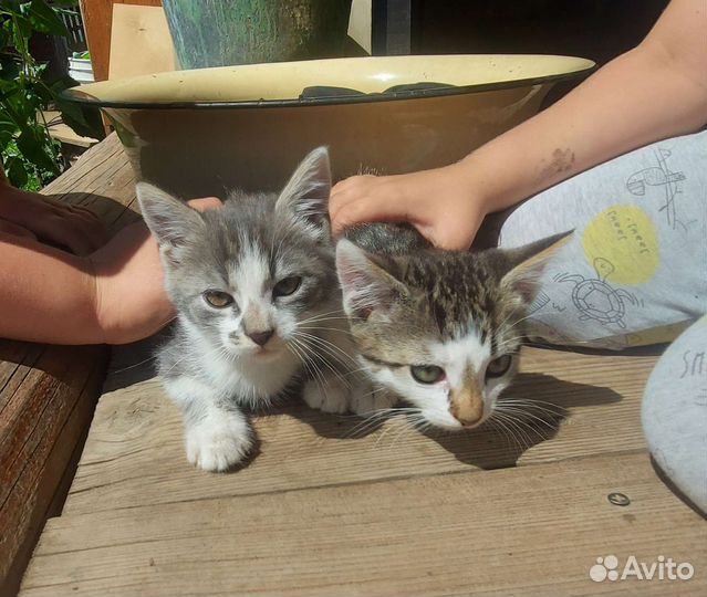 Котята в добрые руки