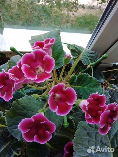 Комнатные растения цветы