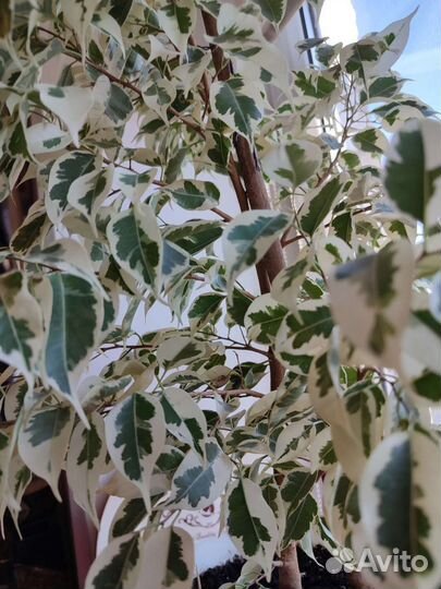 Фикус бенджамина пестролистный Старлайт