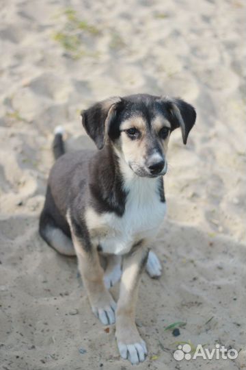 Две сестренки в добрые руки