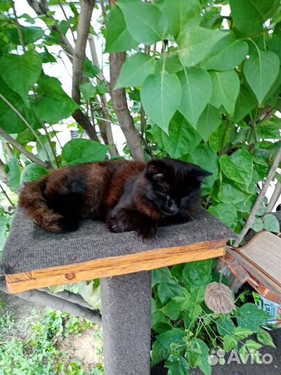Котик молодой, кастрирован