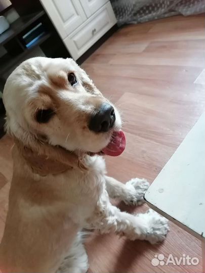 Кокер спаниель