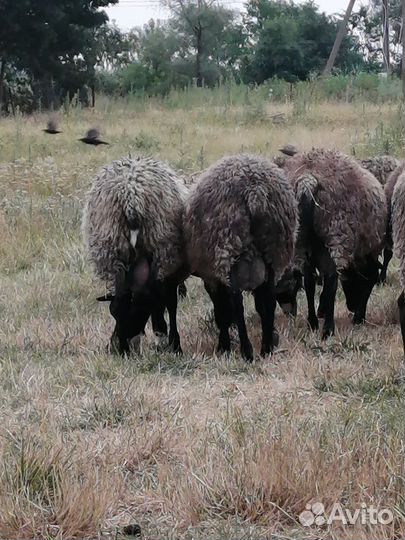 Бараны рамановские. Молодёжь