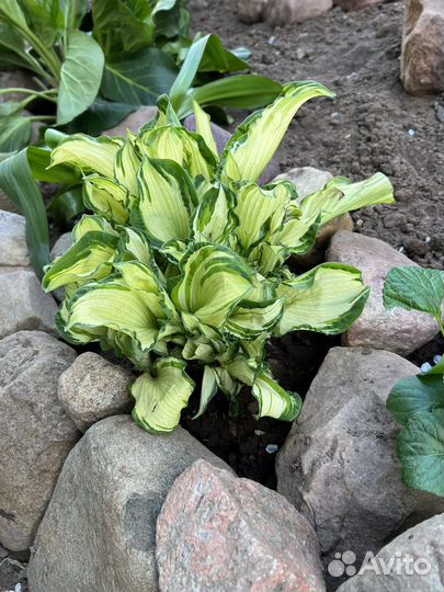 Хоста растение