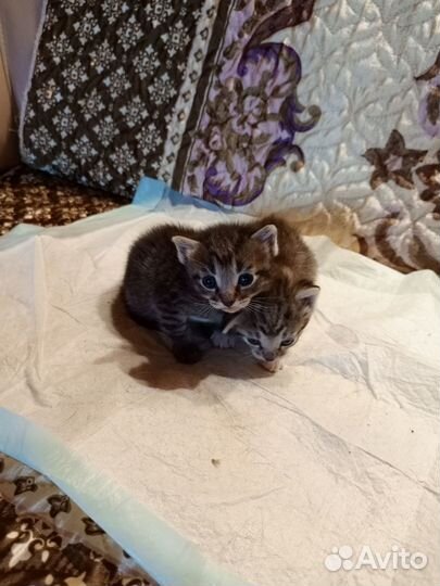 Котята отдам в добрые руки бесплатно