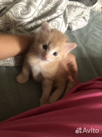 Кошка в дар