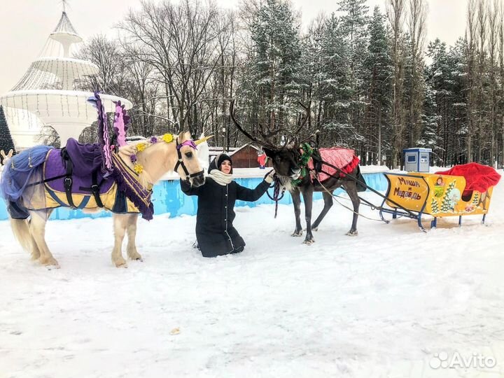 Лошади, пони, олени, верблюд на ваш праздник
