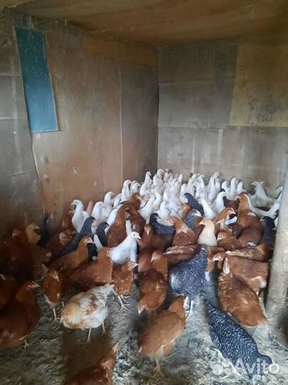 Курочки Молодки