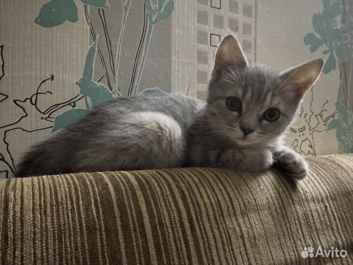 Котята