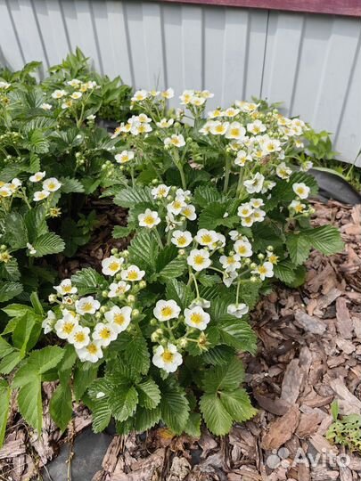 Саженцы земляники