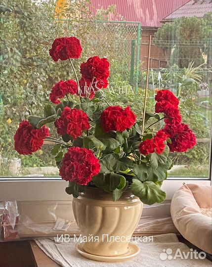 Черенки пеларгонии